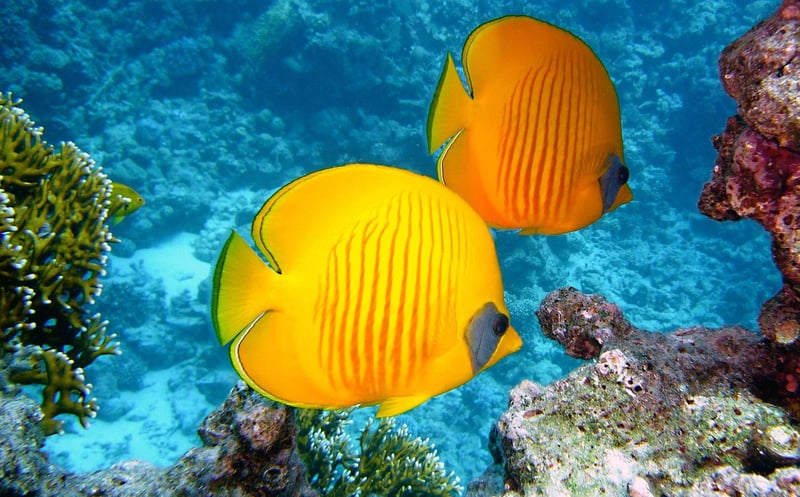 Coral Reefs